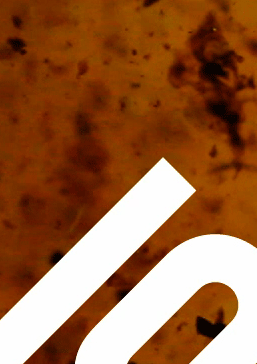 Motion Graphic